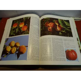 GUIDES PRATIQUES  LES FRUITS N°5 64 PAGES