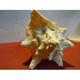 COQUILLAGE  23CM X17.50CM