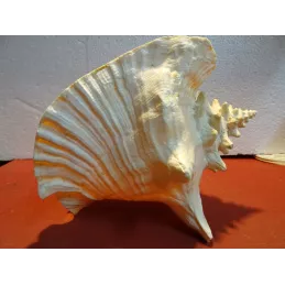 COQUILLAGE  23CM X17.50CM