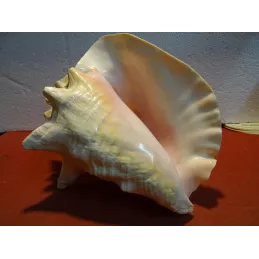 COQUILLAGE  23CM X17.50CM