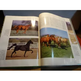 LIVRE SUR LES CHEVAUX PAR PAUL STERRY  80 PAGES